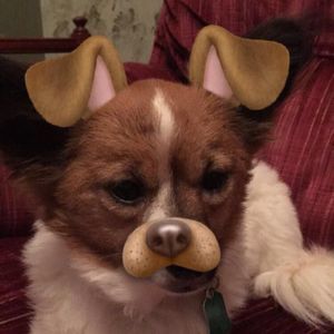 Meet your Posher, Lexi